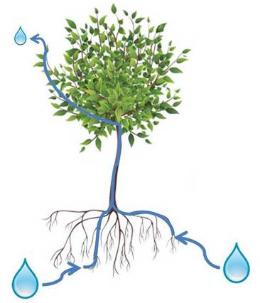 Figure 1. Cartoon depicting a column of water as it moves from the soil through the roots, trunk, branches, and is lost from the leaves by evapotranspiration.