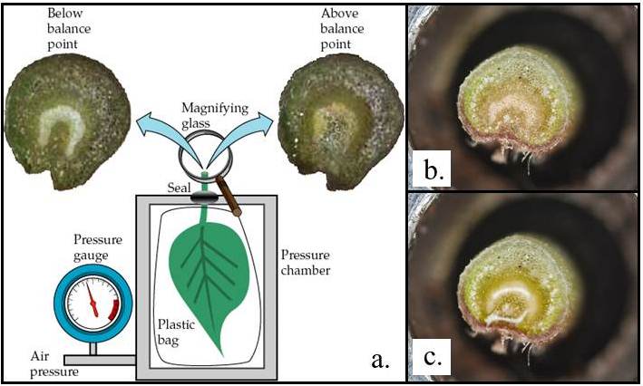 Figure 1. Cartoon depicting a column of water as it moves from the soil through the roots, trunk, branches, and is lost from the leaves by evapotranspiration.